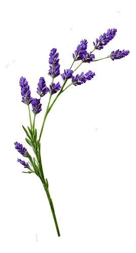 Lavanda Inglesa Planta Grande Arbusto Ornamental 1