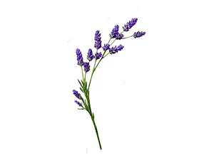 Lavanda Inglesa Planta Grande Arbusto Ornamental