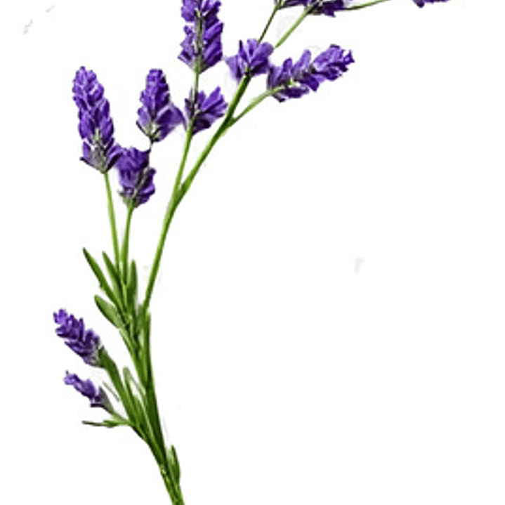 Lavanda Inglesa Planta Grande Arbusto Ornamental 1