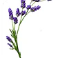Lavanda Inglesa Planta Grande Arbusto Ornamental - Miniatura 1