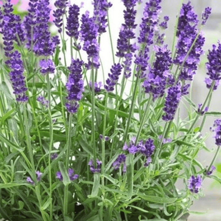 Lavanda Inglesa Planta Grande Arbusto Ornamental 2