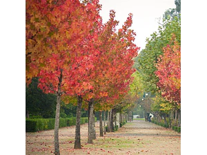 Liquidambar Xl 2 Metros / Árbol / Planta Ornamental