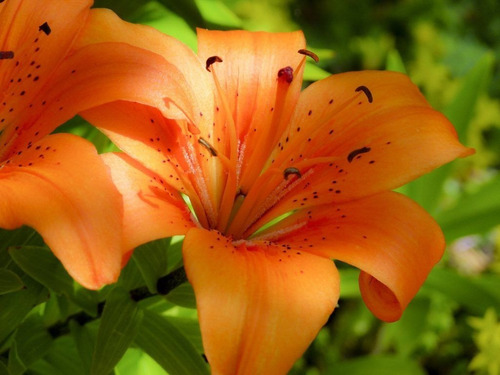 Lilium Doble/ Azucena / Bulbo De Flor 1