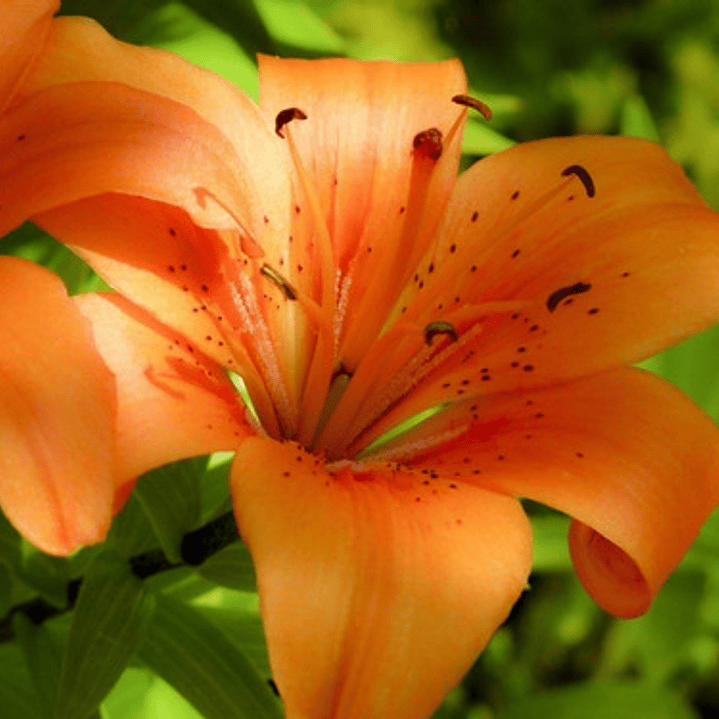 Lilium Doble/ Azucena / Bulbo De Flor 1
