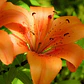 Lilium Doble/ Azucena / Bulbo De Flor - Miniatura 1