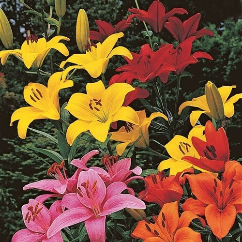 Lilium Doble/ Azucena / Bulbo De Flor 2