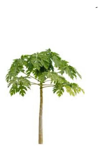 Papayo Árbol Frutal Exótico  1
