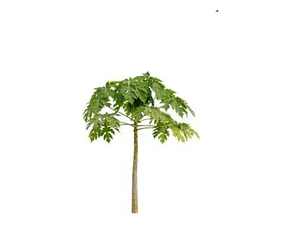 Papayo Árbol Frutal Exótico 