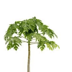 Papayo Árbol Frutal Exótico 