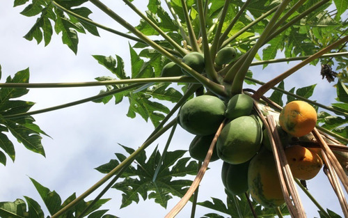 Papayo Árbol Frutal Exótico  2