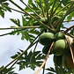 Papayo Árbol Frutal Exótico  - Miniatura 2