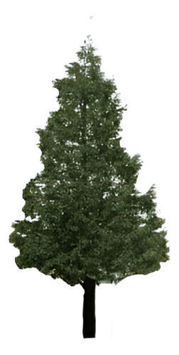 Pino Insigne 1 Metro Árbol Ornamental 1
