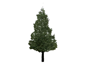 Pino Insigne 1 Metro Árbol Ornamental
