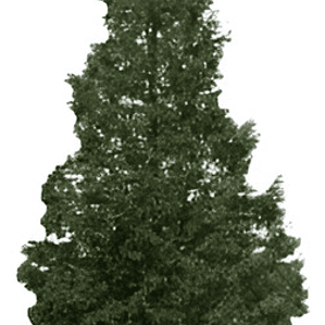 Pino Insigne 1 Metro Árbol Ornamental