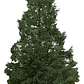 Pino Insigne 1 Metro Árbol Ornamental - Miniatura 1