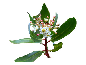 Canelo / Drimys Winteri / Árbol Nativo Ornamental