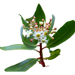 Canelo / Drimys Winteri / Árbol Nativo Ornamental