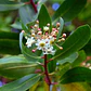 Canelo / Drimys Winteri / Árbol Nativo Ornamental - Miniatura 2
