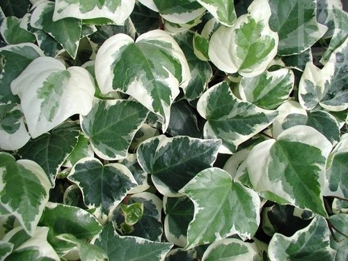 Hiedra Canadiense Trepadora Ornamental Enredadera 1