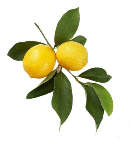 Limón Genova Limonero Frutal Injertado 1