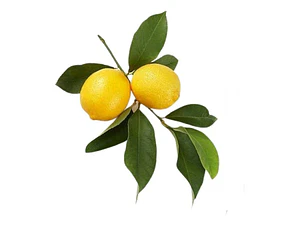 Limón Genova Limonero Frutal Injertado
