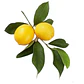 Limón Genova Limonero Frutal Injertado - Miniatura 1
