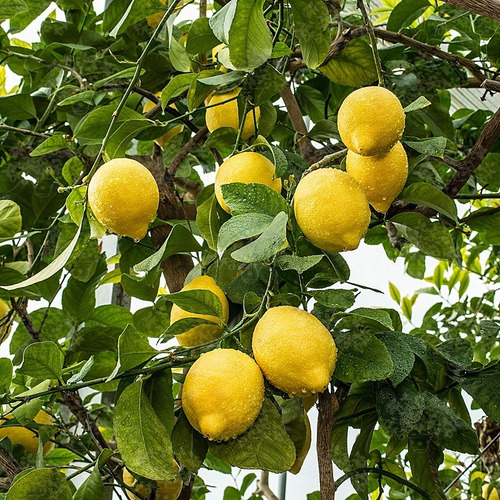 Limón Genova Limonero Frutal Injertado 2