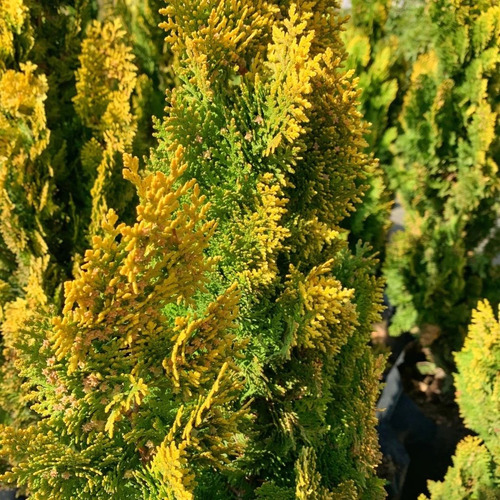 Thuja Thuya Dorada Conifera Ornamental 1