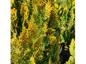 Thuja Thuya Dorada Conifera Ornamental