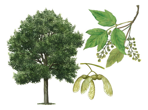 Acer Arce Negundo Grande Xl 2,5 Mts Árbol Ornamental 1