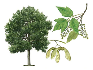 Acer Arce Negundo Grande Xl 2,5 Mts Árbol Ornamental