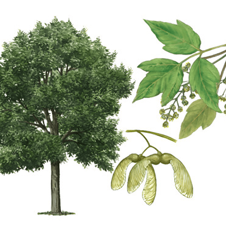 Acer Arce Negundo Grande Xl 2,5 Mts Árbol Ornamental 1