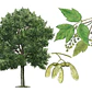 Acer Arce Negundo Grande Xl 2,5 Mts Árbol Ornamental - Miniatura 1