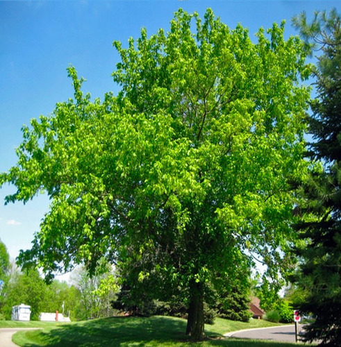 Acer Arce Negundo Grande Xl 2,5 Mts Árbol Ornamental 2