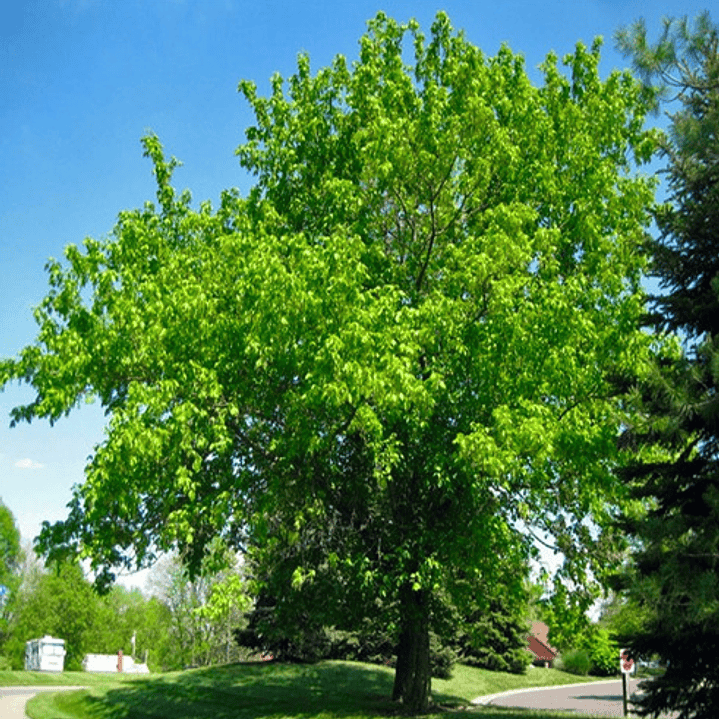 Acer Arce Negundo Grande Xl 2,5 Mts Árbol Ornamental 2