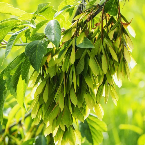 Acer Arce Negundo Grande Xl 2,5 Mts Árbol Ornamental 3
