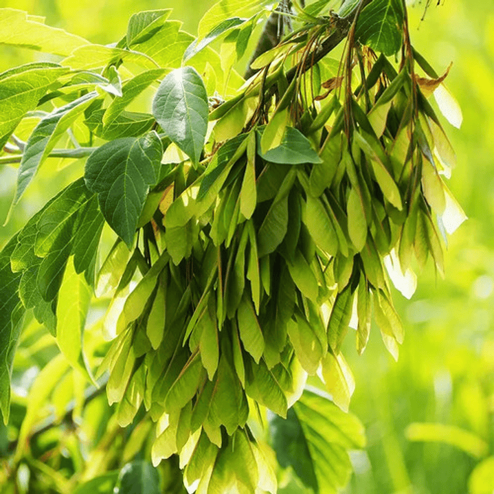 Acer Arce Negundo Grande Xl 2,5 Mts Árbol Ornamental 3