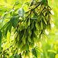 Acer Arce Negundo Grande Xl 2,5 Mts Árbol Ornamental - Miniatura 3
