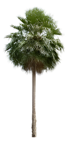 Palmera China Abanico Livistona Chinensis Árbol Ornamental 1