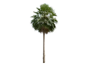 Palmera China Abanico Livistona Chinensis Árbol Ornamental