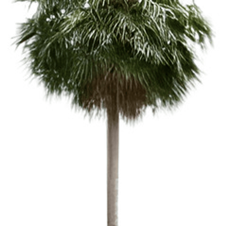 Palmera China Abanico Livistona Chinensis Árbol Ornamental 1