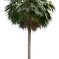 Palmera China Abanico Livistona Chinensis Árbol Ornamental - Miniatura 1