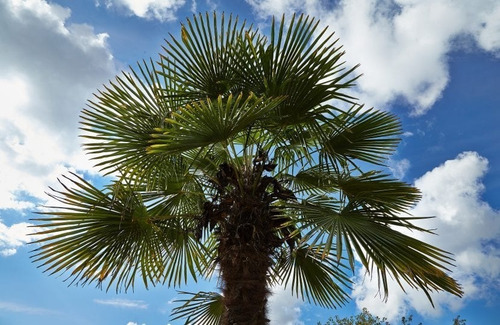 Palmera China Abanico Livistona Chinensis Árbol Ornamental 2