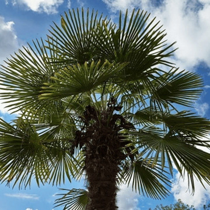 Palmera China Abanico Livistona Chinensis Árbol Ornamental 2