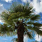 Palmera China Abanico Livistona Chinensis Árbol Ornamental - Miniatura 2