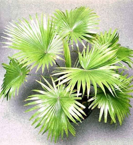 Palmera China Abanico Livistona Chinensis Árbol Ornamental 3