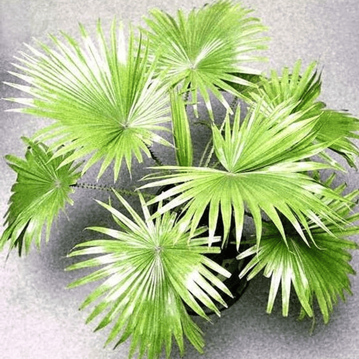 Palmera China Abanico Livistona Chinensis Árbol Ornamental 3