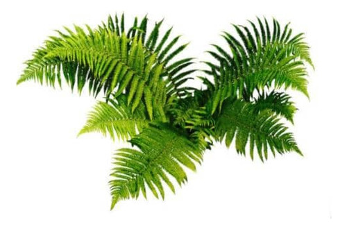 Helecho Paragua Planta Ornamental 1