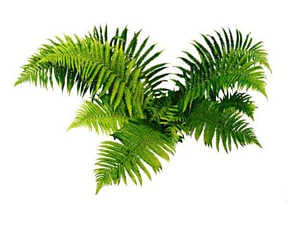 Helecho Paragua Planta Ornamental