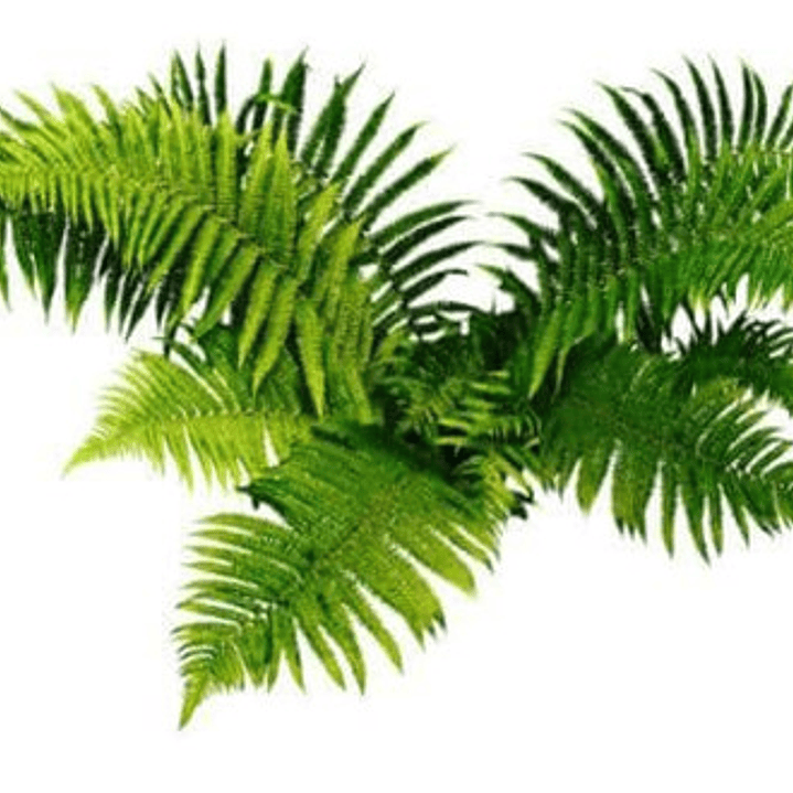 Helecho Paragua Planta Ornamental 1